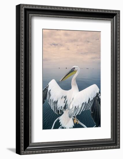 Pelican in Walvis Bay, Namibia, Africa-Panoramic Images-Framed Photographic Print