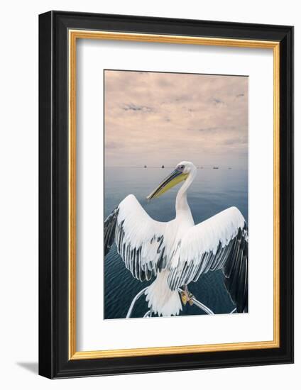 Pelican in Walvis Bay, Namibia, Africa-Panoramic Images-Framed Photographic Print