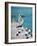 Pelican, Isla Mujeres, Quintana Roo, Mexico-Julie Eggers-Framed Photographic Print