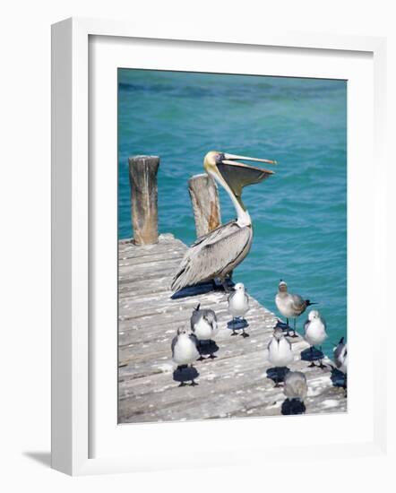 Pelican, Isla Mujeres, Quintana Roo, Mexico-Julie Eggers-Framed Photographic Print