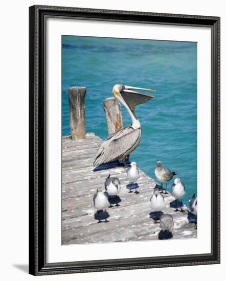 Pelican, Isla Mujeres, Quintana Roo, Mexico-Julie Eggers-Framed Photographic Print