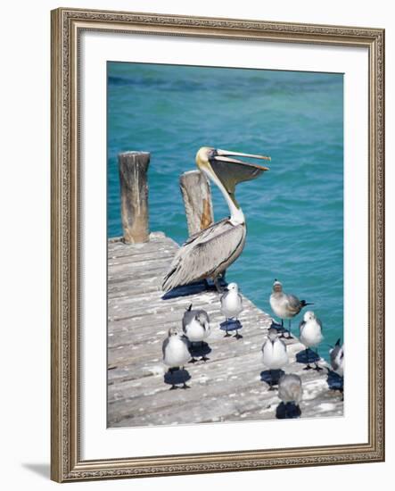 Pelican, Isla Mujeres, Quintana Roo, Mexico-Julie Eggers-Framed Photographic Print