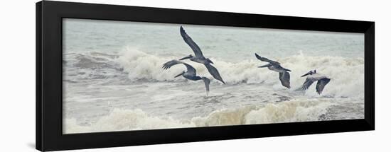 Pelican Panel I-Bruce Nawrocke-Framed Art Print