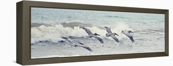 Pelican Panel II-Bruce Nawrocke-Framed Stretched Canvas