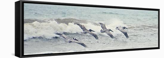 Pelican Panel II-Bruce Nawrocke-Framed Stretched Canvas