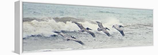 Pelican Panel II-Bruce Nawrocke-Framed Stretched Canvas