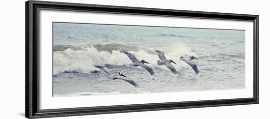 Pelican Panel II-Bruce Nawrocke-Framed Art Print