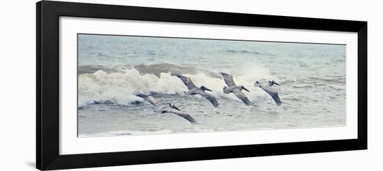 Pelican Panel II-Bruce Nawrocke-Framed Art Print