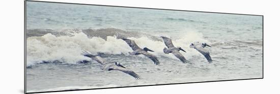 Pelican Panel II-Bruce Nawrocke-Mounted Art Print