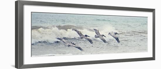 Pelican Panel II-Bruce Nawrocke-Framed Art Print