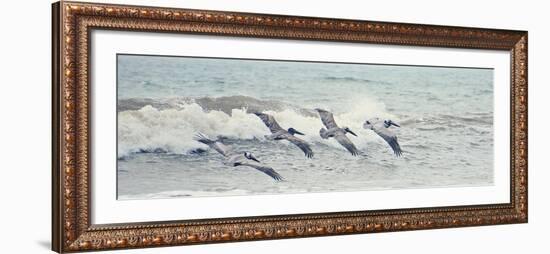 Pelican Panel II-Bruce Nawrocke-Framed Art Print