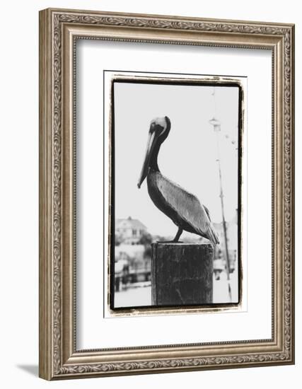 Pelican Perch-Laura Denardo-Framed Photographic Print