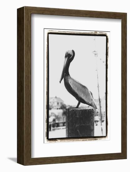 Pelican Perch-Laura Denardo-Framed Photographic Print