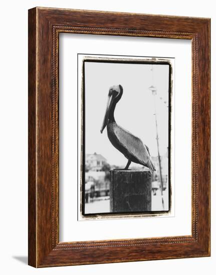 Pelican Perch-Laura Denardo-Framed Photographic Print