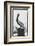 Pelican Perch-Laura Denardo-Framed Photographic Print