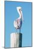 Pelican Perched I-Kathy Mansfield-Mounted Art Print