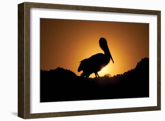 Pelican Silhouette I-Erin Berzel-Framed Photographic Print