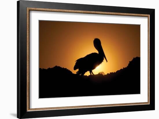 Pelican Silhouette I-Erin Berzel-Framed Photographic Print