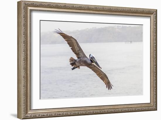 Pelican Spread-Chris Moyer-Framed Photographic Print