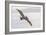 Pelican Spread-Chris Moyer-Framed Photographic Print