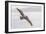 Pelican Spread-Chris Moyer-Framed Photographic Print