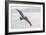 Pelican Spread-Chris Moyer-Framed Photographic Print