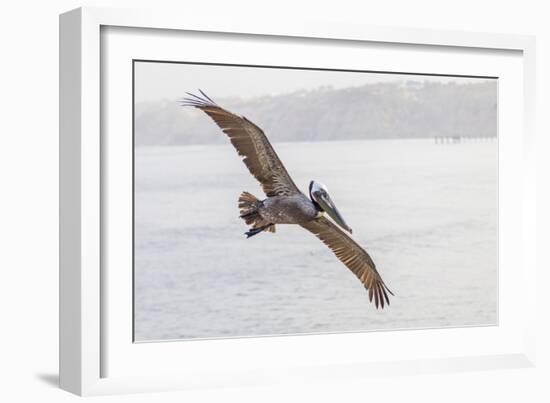 Pelican Spread-Chris Moyer-Framed Photographic Print