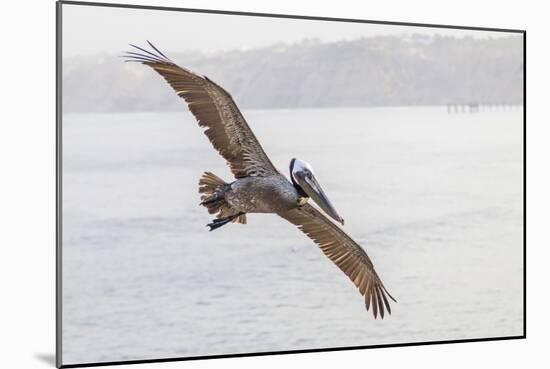 Pelican Spread-Chris Moyer-Mounted Photographic Print