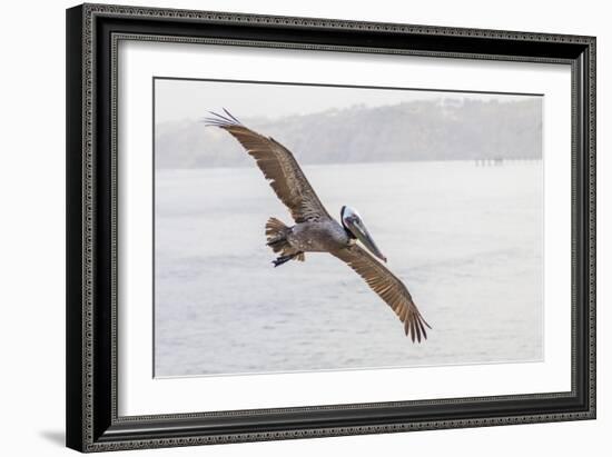 Pelican Spread-Chris Moyer-Framed Photographic Print