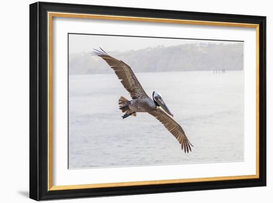 Pelican Spread-Chris Moyer-Framed Photographic Print