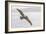 Pelican Spread-Chris Moyer-Framed Photographic Print