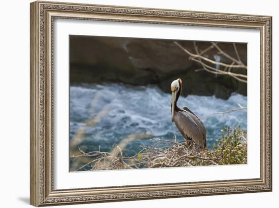 Pelican Stare-Chris Moyer-Framed Photographic Print