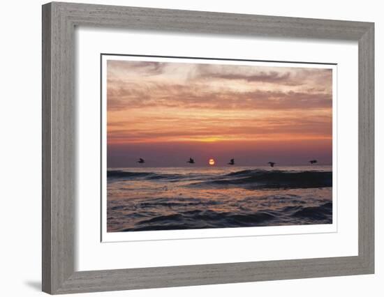 Pelican Sunrise-Matthew Lusk-Framed Giclee Print