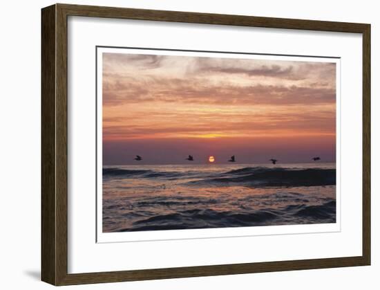 Pelican Sunrise-Matthew Lusk-Framed Giclee Print