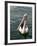 Pelican, Sydney Harbor, Australia-David Wall-Framed Photographic Print