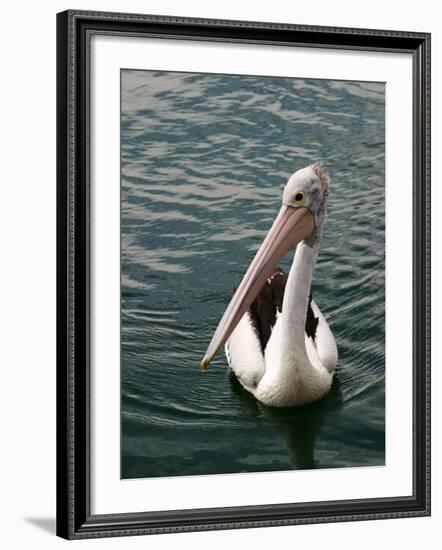 Pelican, Sydney Harbor, Australia-David Wall-Framed Photographic Print