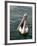 Pelican, Sydney Harbor, Australia-David Wall-Framed Photographic Print