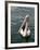 Pelican, Sydney Harbor, Australia-David Wall-Framed Photographic Print