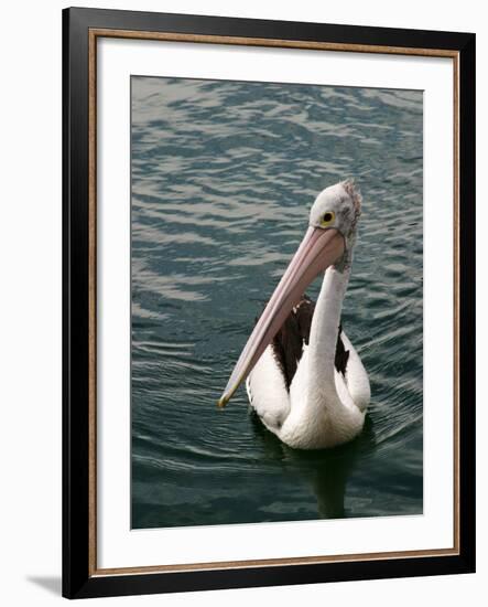 Pelican, Sydney Harbor, Australia-David Wall-Framed Photographic Print