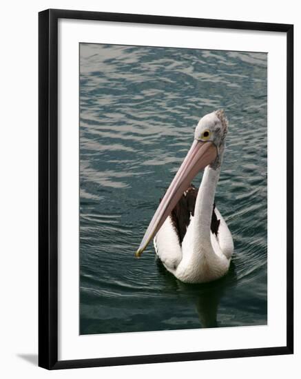 Pelican, Sydney Harbor, Australia-David Wall-Framed Photographic Print
