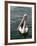 Pelican, Sydney Harbor, Australia-David Wall-Framed Photographic Print