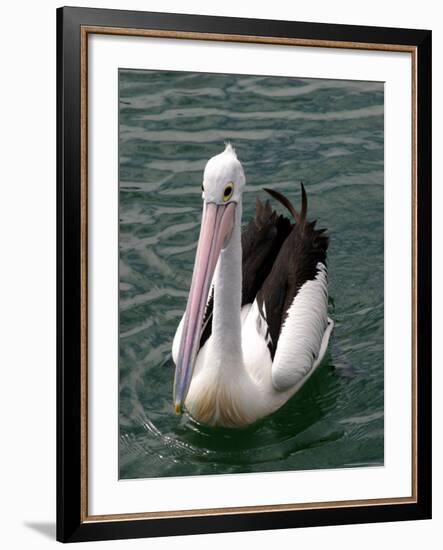 Pelican, Sydney Harbor, Australia-David Wall-Framed Photographic Print