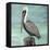 Pelican Way I-Julie DeRice-Framed Stretched Canvas