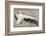 Pelican with Outspread Wings-Walther Klemm-Framed Photographic Print