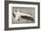 Pelican with Outspread Wings-Walther Klemm-Framed Photographic Print