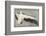 Pelican with Outspread Wings-Walther Klemm-Framed Photographic Print