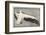 Pelican with Outspread Wings-Walther Klemm-Framed Photographic Print