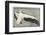 Pelican with Outspread Wings-Walther Klemm-Framed Photographic Print