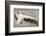 Pelican with Outspread Wings-Walther Klemm-Framed Photographic Print