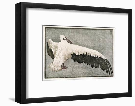 Pelican with Outspread Wings-Walther Klemm-Framed Photographic Print